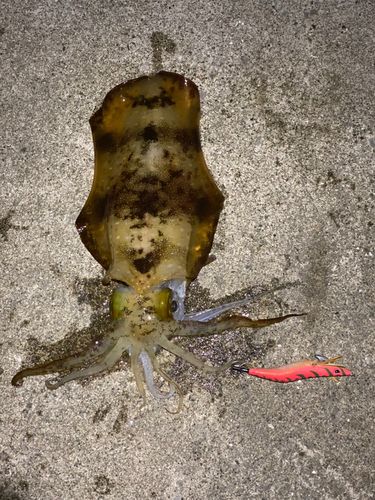 アオリイカの釣果