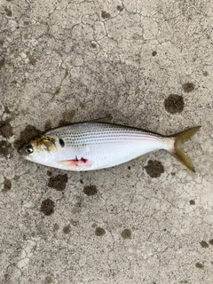 コノシロの釣果