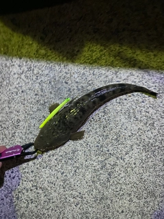 マゴチの釣果