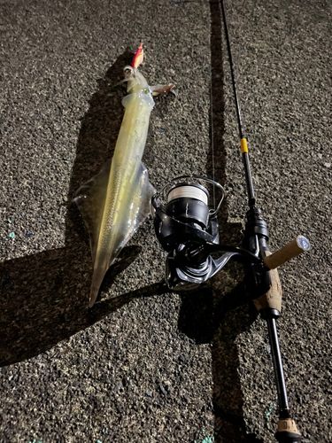 ヤリイカの釣果