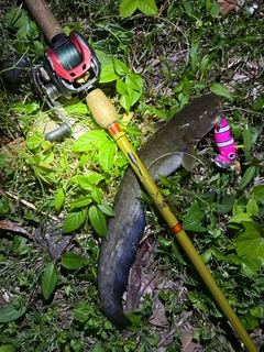 ナマズの釣果