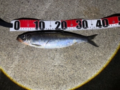 ニシンの釣果