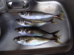 アジの釣果