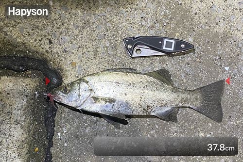 フッコ（ヒラスズキ）の釣果