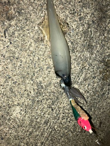 ヤリイカの釣果