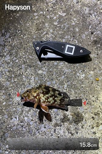 カサゴの釣果