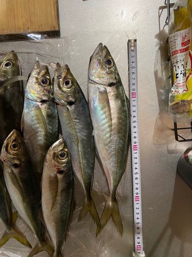 アジの釣果