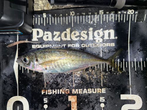 マアジの釣果