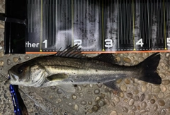 シーバスの釣果
