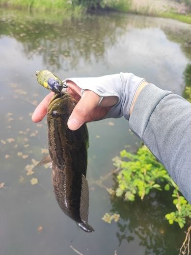雷魚地図マップ　雷魚釣り　雷魚　静岡県　栃木県　茨城県 茨城県で釣れたライギョの釣り・釣果情報 - アングラーズ | 釣果600万