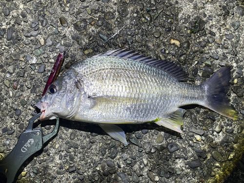 キビレの釣果