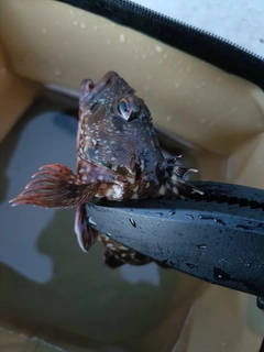 カサゴの釣果