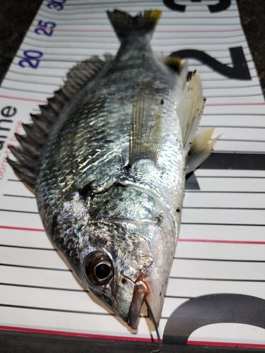 キビレの釣果