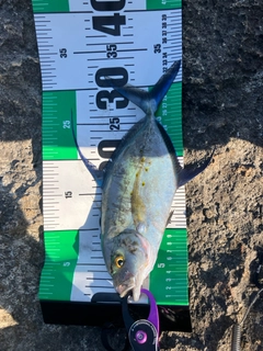 カスミアジの釣果