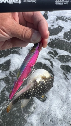 フグの釣果