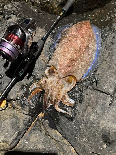 コブシメの釣果