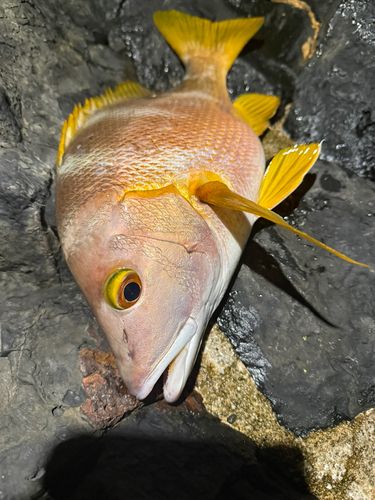 シブダイの釣果