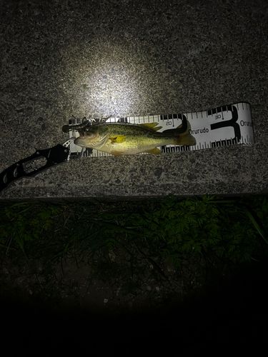 ラージマウスバスの釣果