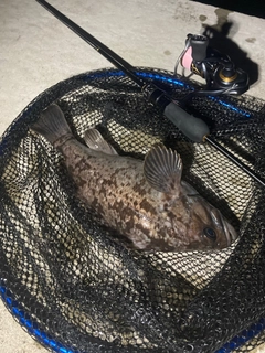 クロソイの釣果