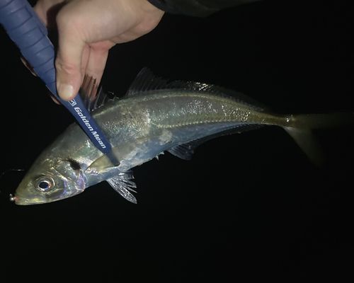マアジの釣果