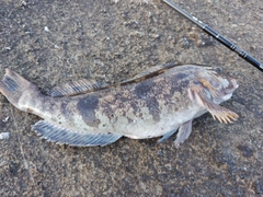 アイナメの釣果