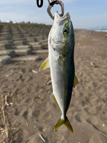 ワカシの釣果