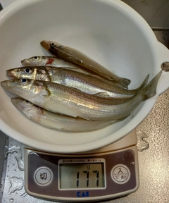 キスの釣果