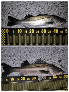 スズキの釣果