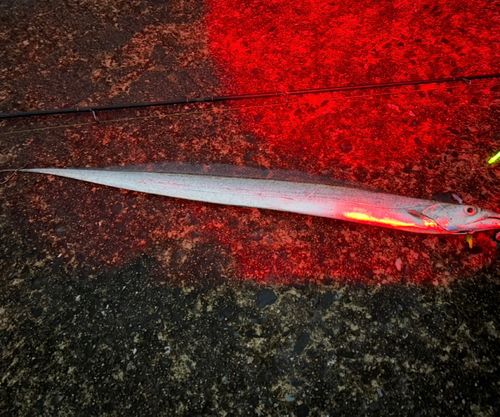 タチウオの釣果