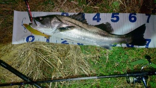 スズキの釣果