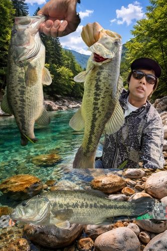 ラージマウスバスの釣果