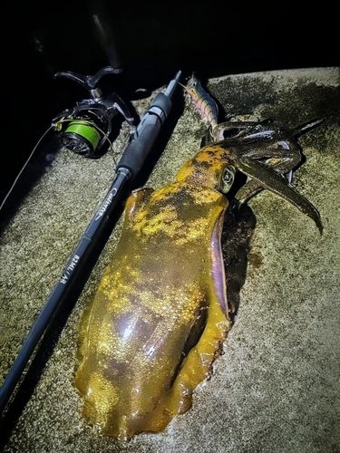 アオリイカの釣果