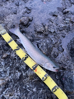 アメマスの釣果
