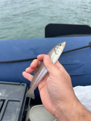 キスの釣果