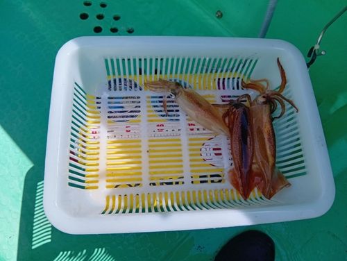 マルイカの釣果