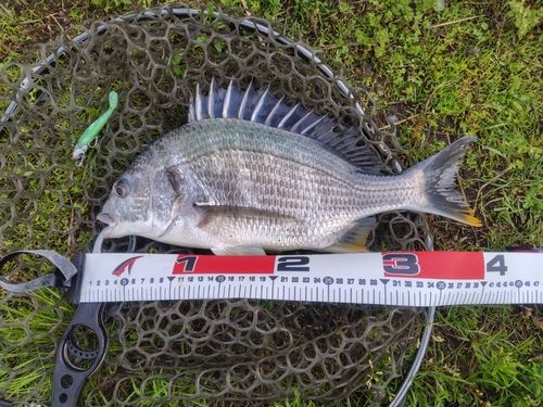 キビレの釣果