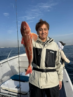 ホウボウの釣果