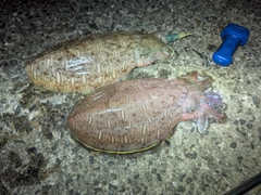 モンゴウイカの釣果