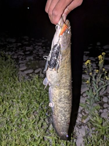 ナマズの釣果