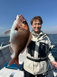 マダイの釣果