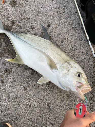 ガーラの釣果