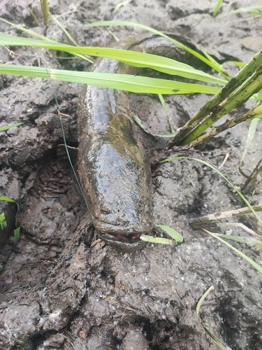 釣果一覧】茨城県で釣れたライギョ - アングラーズ | 釣果600万件の