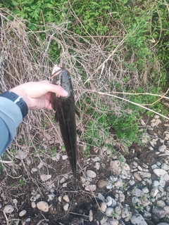 ライギョの釣果