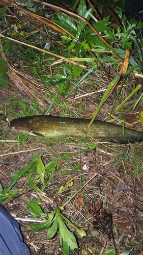 ナマズの釣果