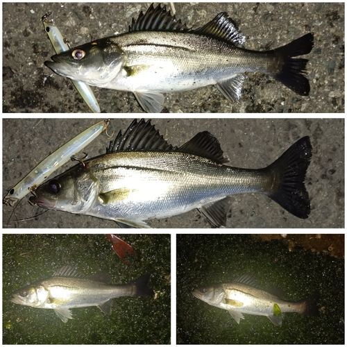 シーバスの釣果