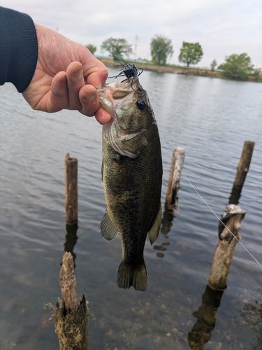 ラージマウスバスの釣果