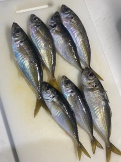 マアジの釣果