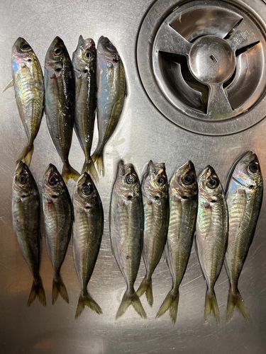 アジの釣果