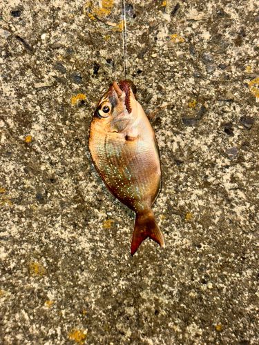 コダイの釣果