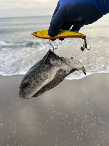 ヒガンフグの釣果